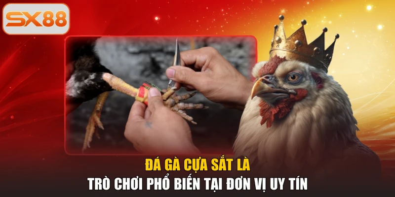 Đá gà cựa sắt là trò chơi phổ biến tại đơn vị uy tín