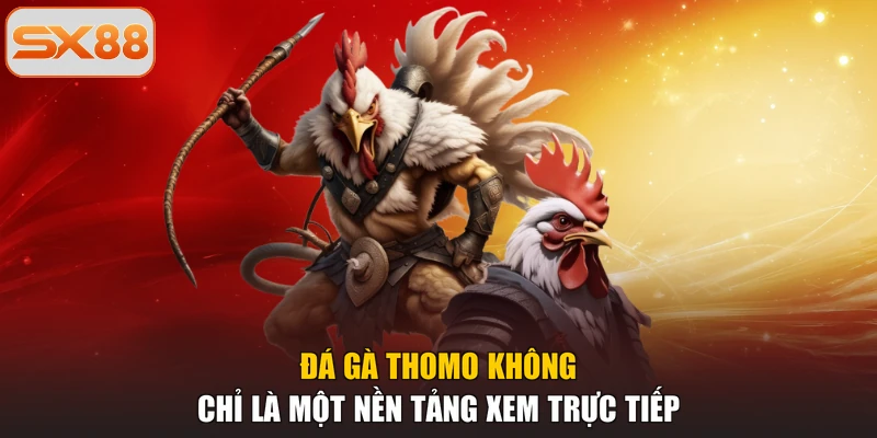 Đá gà Thomo không chỉ là một nền tảng xem trực tiếp