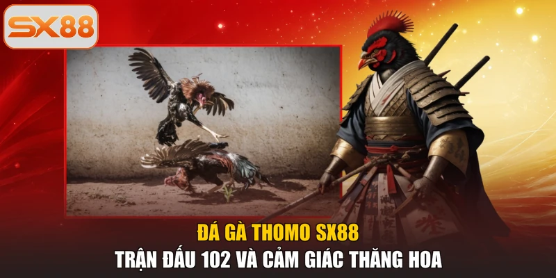 Đá Gà Thomo SX88 - Trận Đấu 102 Và Cảm Giác Thăng Hoa